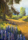 lupines 